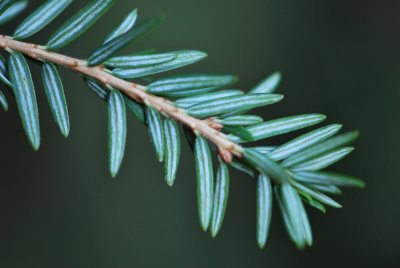Tsuga canadensis - jedlovec kanadský - rub jehlic